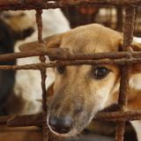 Logran que carnicero abandone negocio de carne de perro en Camboya