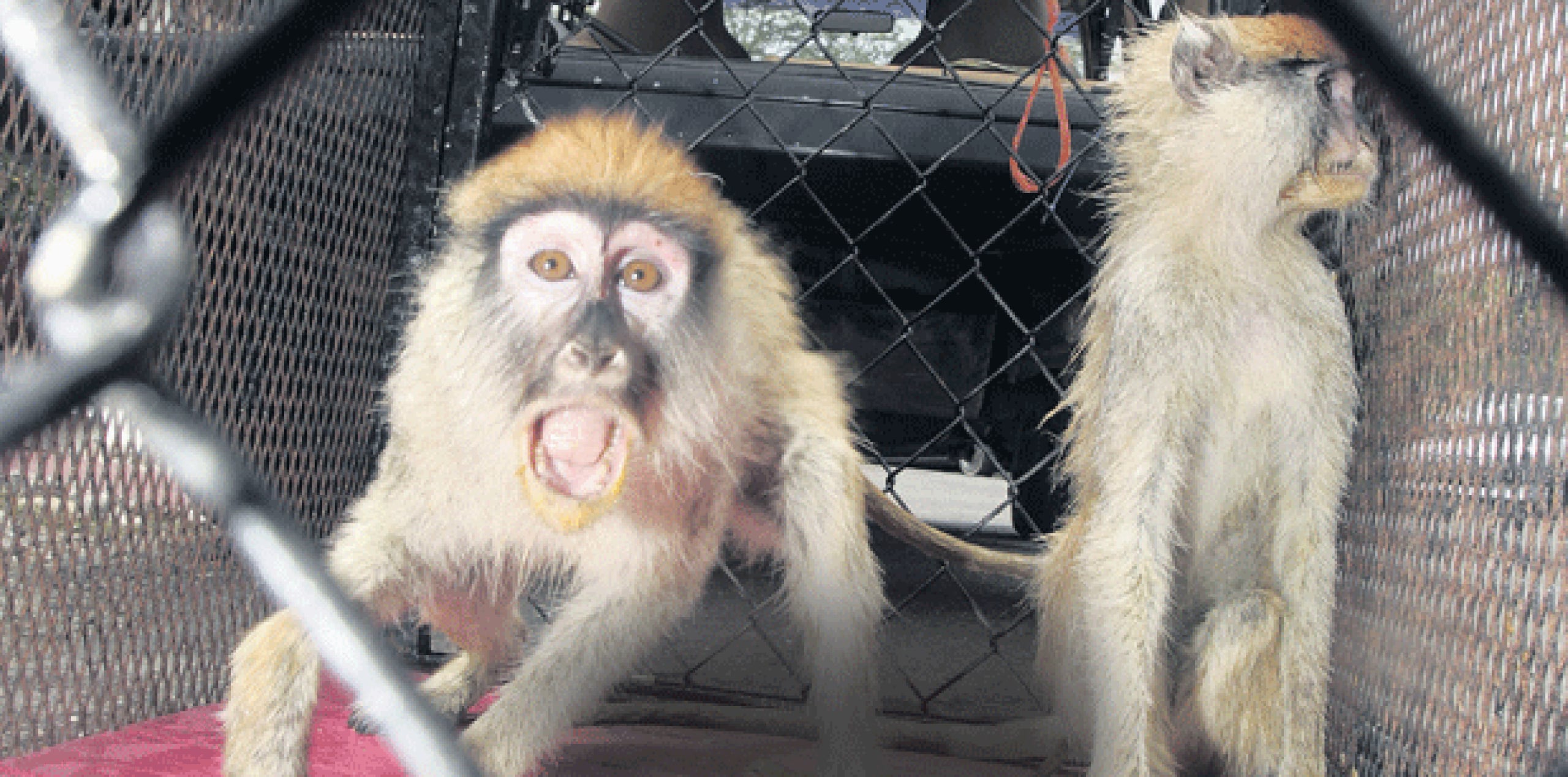 El teniente Ángel Atienza, del DRNA, informó que este tipo de monos puede transmitir hasta 150 enfermedades distintas, por lo que también está prohibido tenerlos como mascotas. (Archivo)