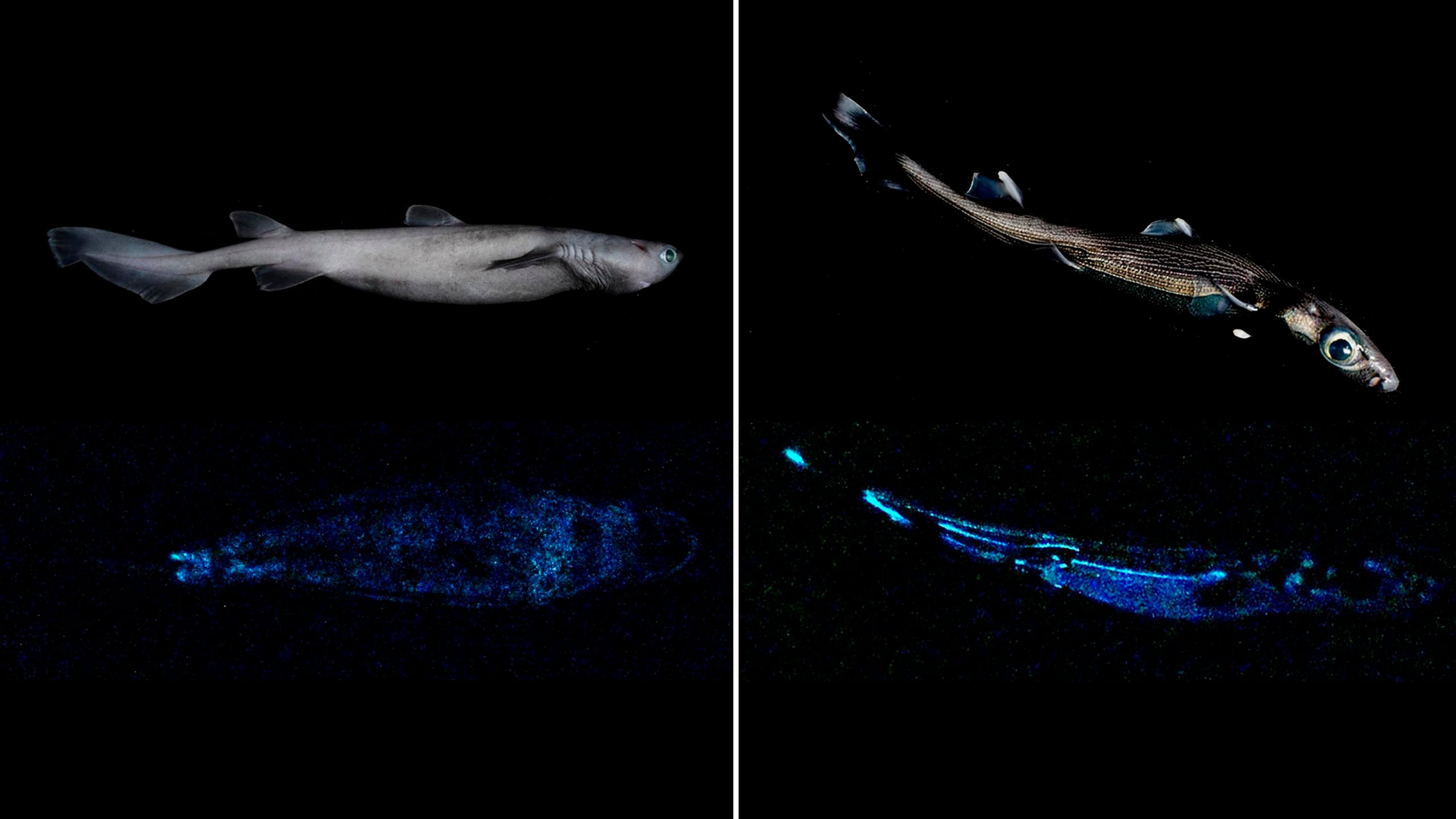 La investigación confirma por primera vez que este tiburón carocho (Dalatias licha), así como otras dos especies (Etmopterus lucifer y Etmopterus granulosus) que habitan las profundidades de las aguas neozelandesas, y que ya eran conocidas, son capaces de producir una luz visible a través de reacciones bioquímicas.