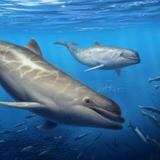 Descubren primeros antepasados de los delfines