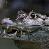 Nuevo ataque de caimán en Florida deja herida a una niña de 13 años