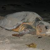 Tortugas desovan en playas distantes de Florida para mejorar su reproducción 