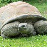 Muere a los 130 años la tortuga Schurli, el animal más longevo del zoológico de Viena 