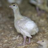 Gripe aviar reaparece en aves de corral para consumo humano en Estados Unidos