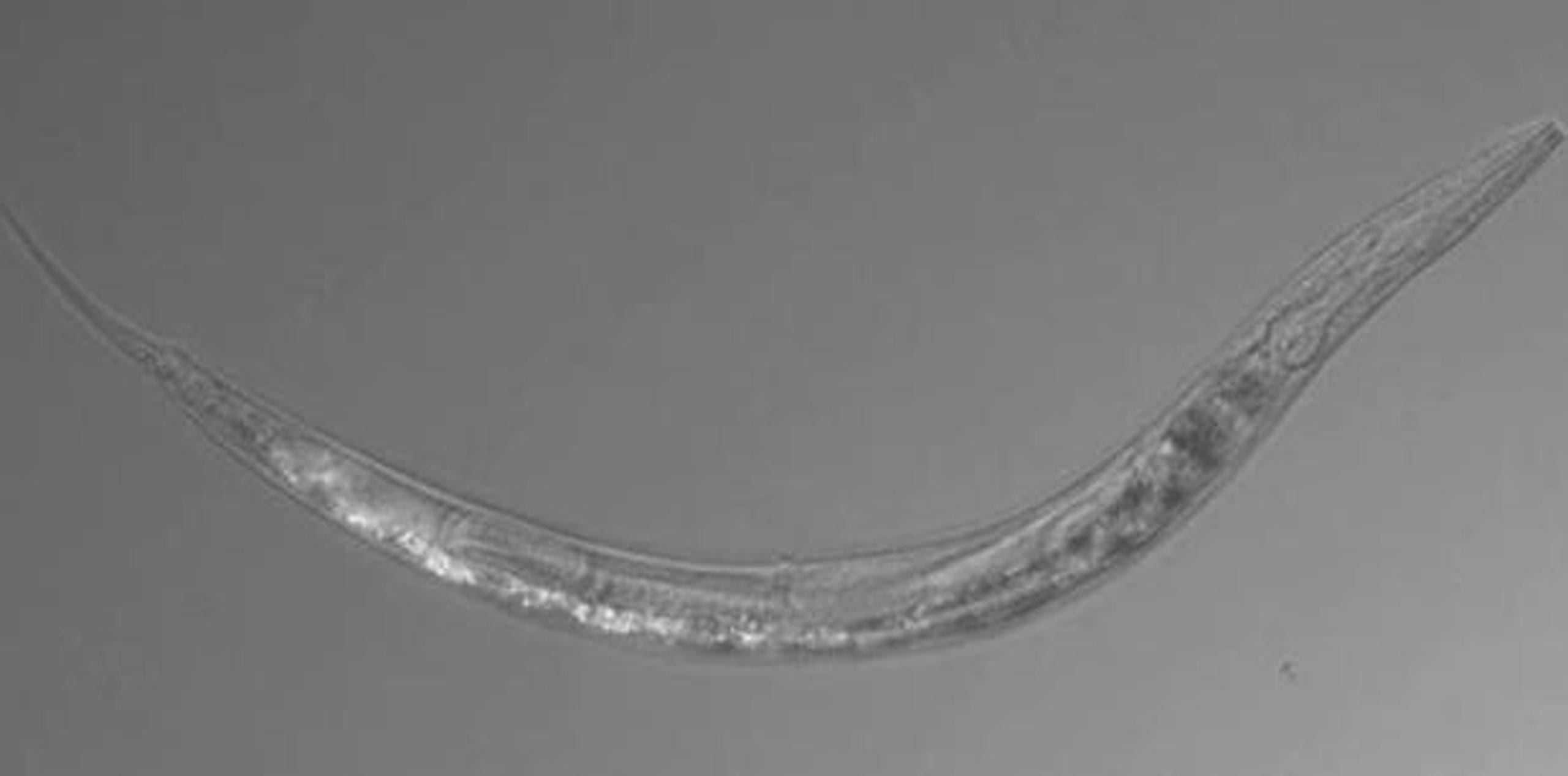 Una de las especies de nematodo halladas en el Lago Mono (Instituto de Tecnología de California / GDA)