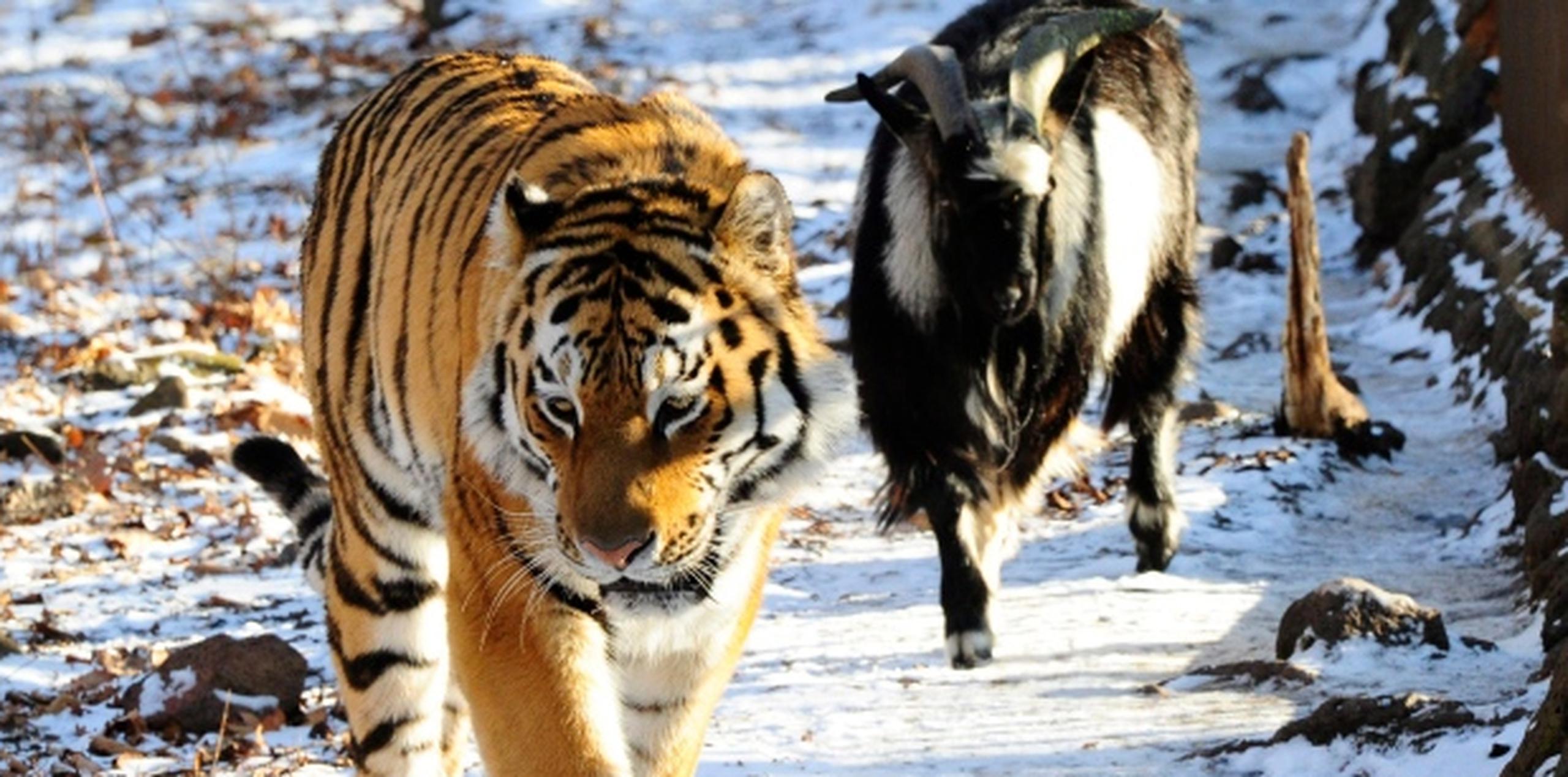 En esta foto tomada el 6 de diciembre de 2015, Amur el tigre y Timur la cabra caminan juntos en el recinto del felino en el parque de vida silvestre cerca de Vladivostok, Rusia. (AP / Igor Selivanov)
