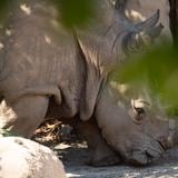 Murió hace 3 meses en Texas Felipe, el rinoceronte blanco del zoológico de Mayagüez