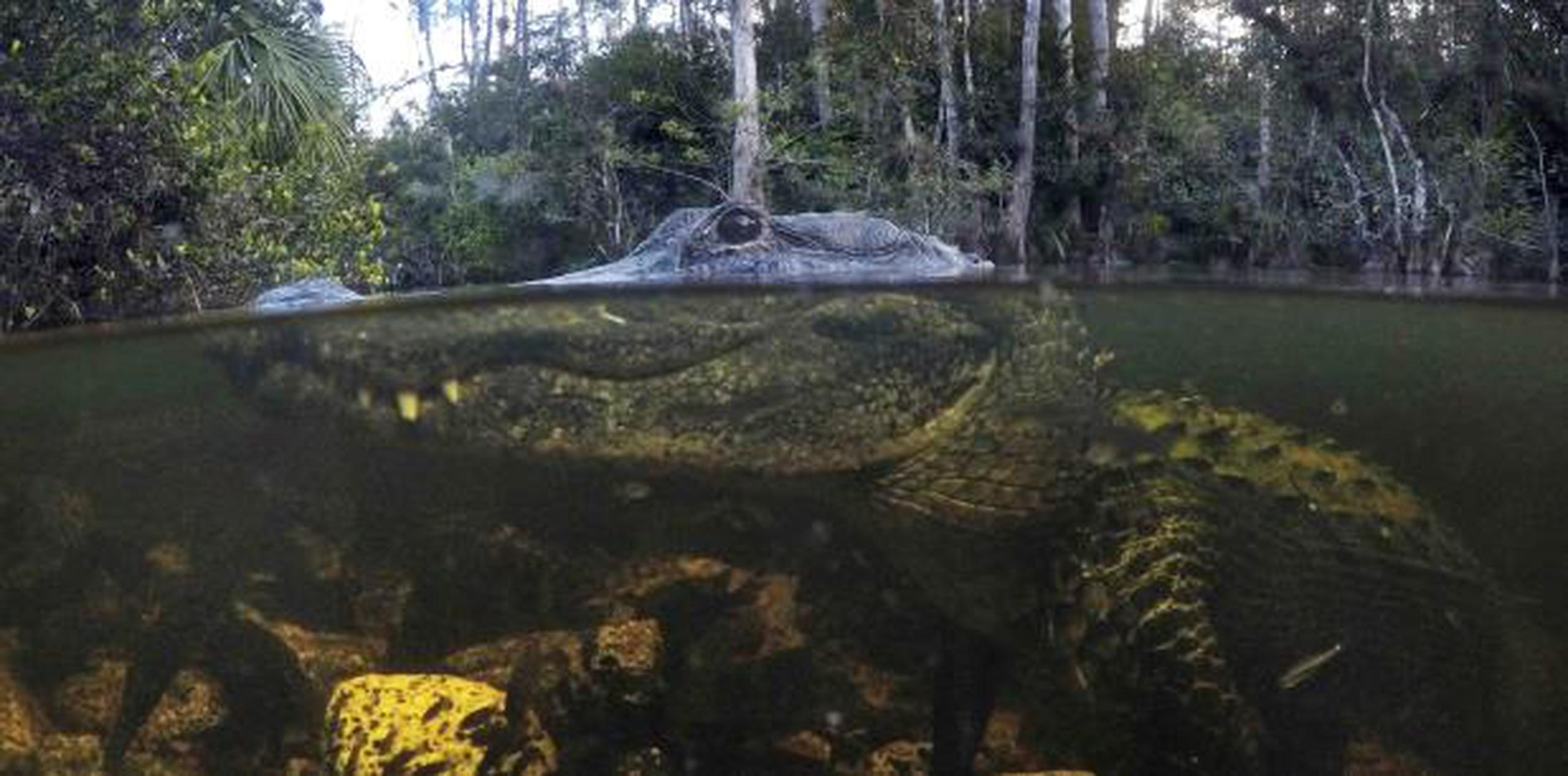 Un caimán se sumerge en aguas de la Reserva Nacional Big Cypress en Florida. (AP)