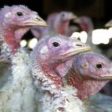 Gripe aviar regresa a la región centro-norte de Estados Unidos antes de lo previsto