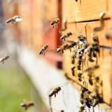Roban 60,000 abejas en Pensilvania