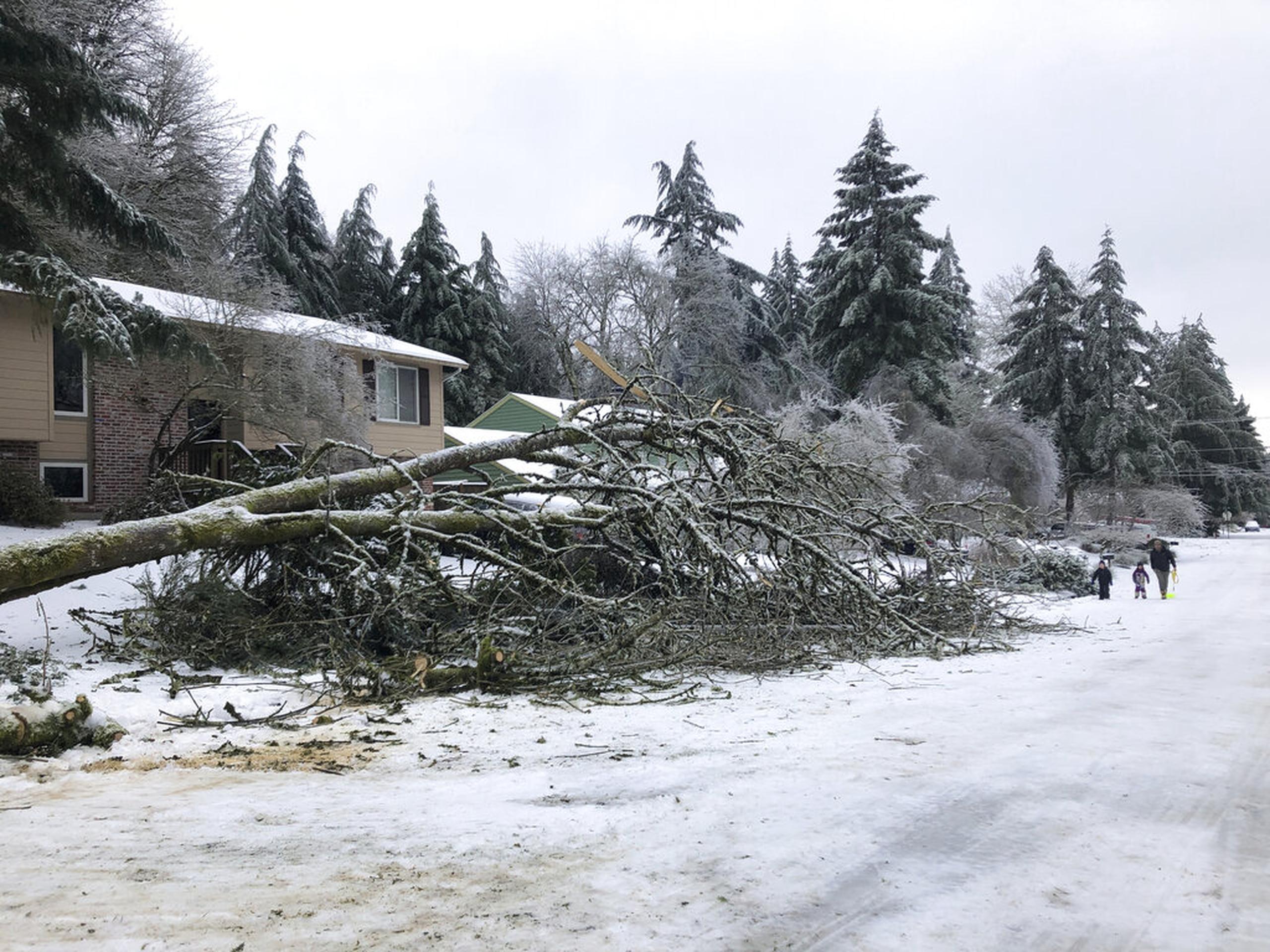 Varias personas pasan por un árbol caído en Lake Oswego, Oregon, debido a una tormenta que cubrió de hielo y nieve la zona, dejando a cientos de miles de personas sin electricidad en la región noroccidental de Estados Unidos frente al Pacífico.