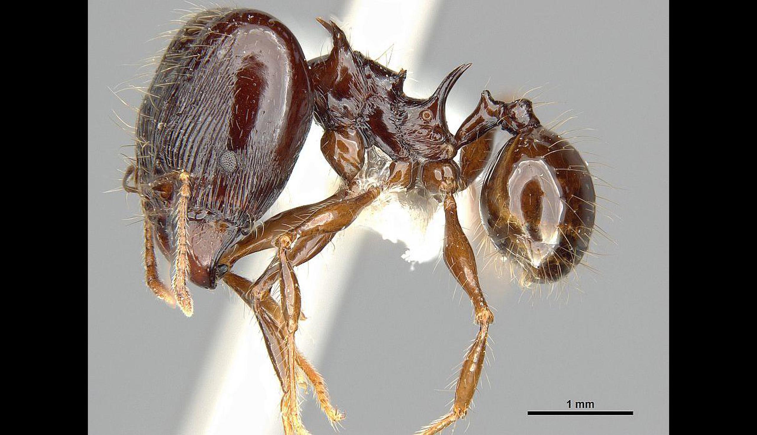 La hormiga espinosa 'Pheidole drogon'. Fue descubierta en Papúa Nueva Guinea. (GDA)