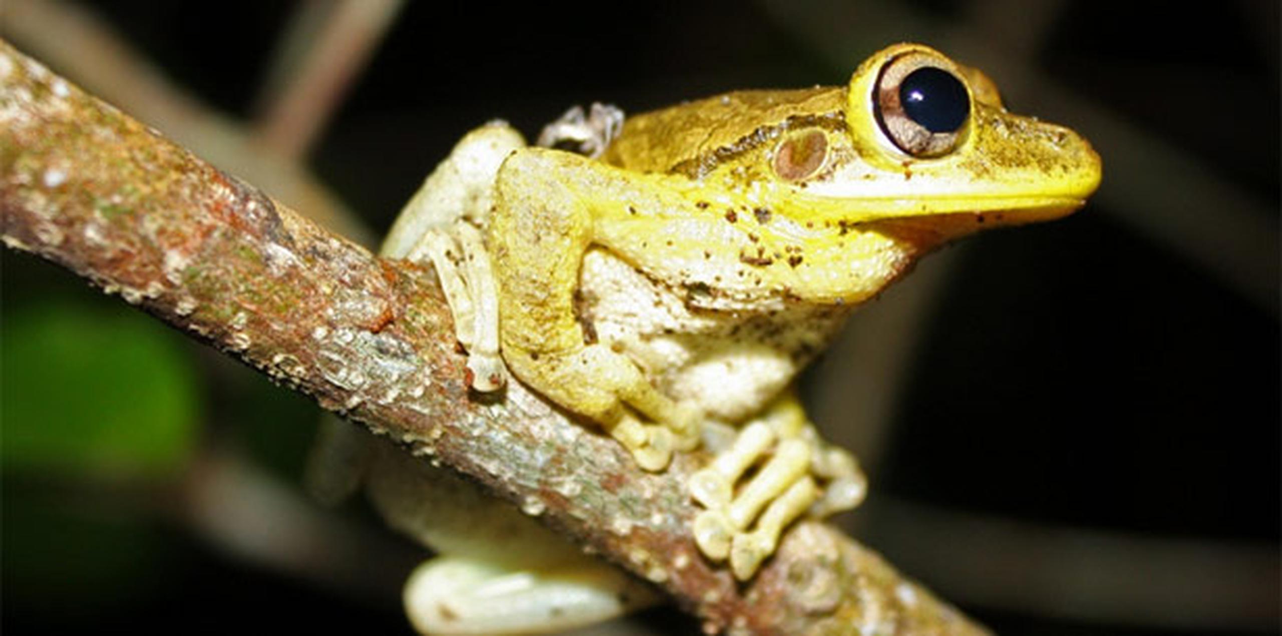 El nombre científico de la rana cubana es Osteopilus septentrionalis. (Flickr: Thomas Brown)