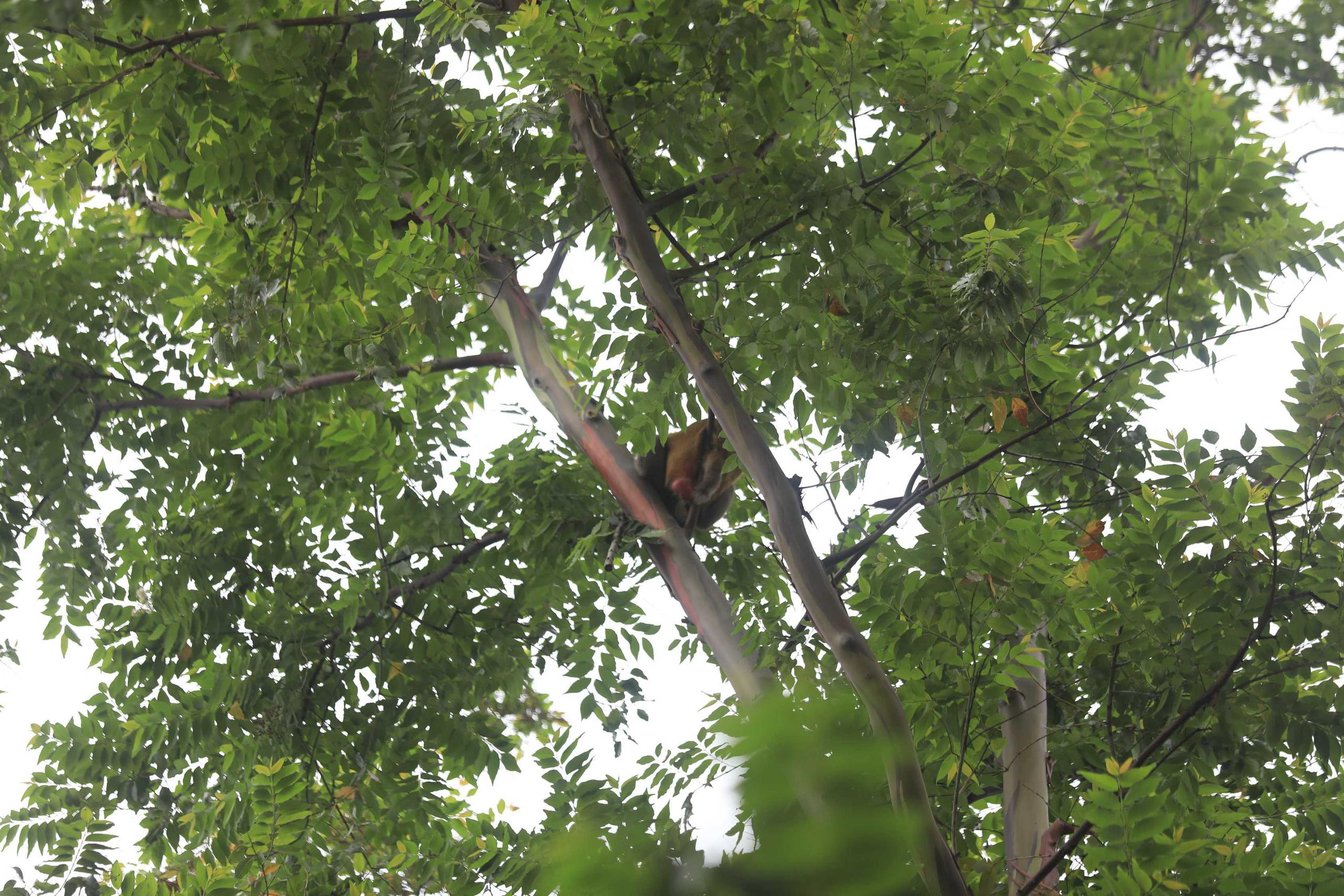 Mono rhesus en un árbol cerca en la zona del complejo Ciudadela en Santurce.