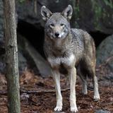 Híbrido de perro y lobo mata a bebé en Alabama
