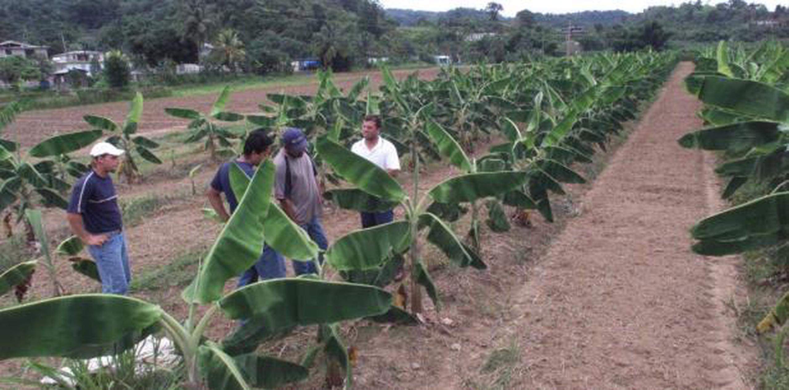 Bajo el nuevo programa se creó un fondo de $2,300 millones, aprobado por el Legislativo de EE.UU, y en la Isla unos 6,000 agricultores podían solicitar. (Archivo)