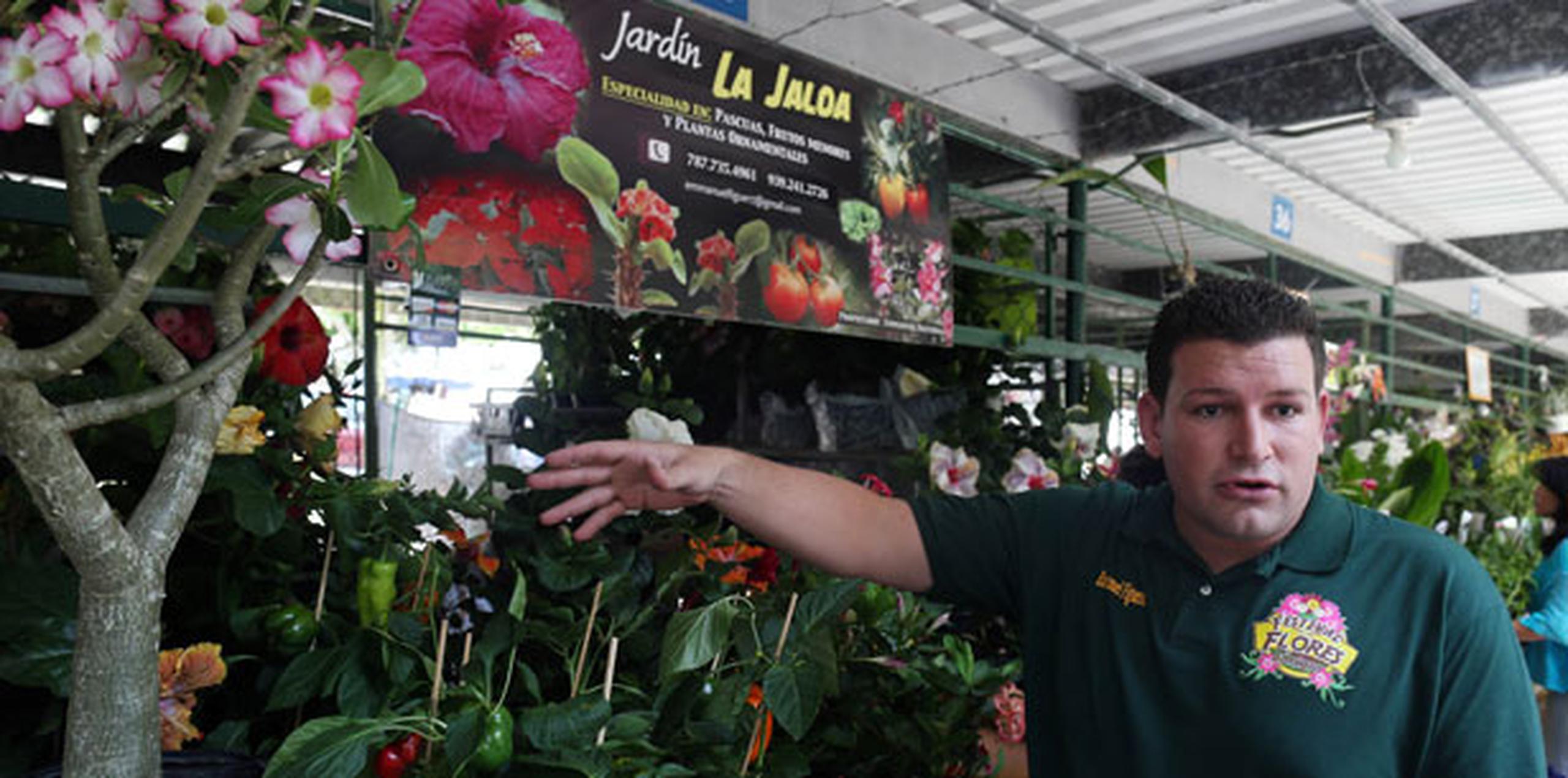Emmanuel Figueroa, un duro en el cultivo de amapolas, orientaba a los visitantes sobre el cuidado de estas flores. (david.villafane@gfrmedia.com)