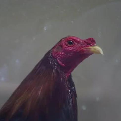 Los interesantes números de las peleas de gallo en Puerto Rico