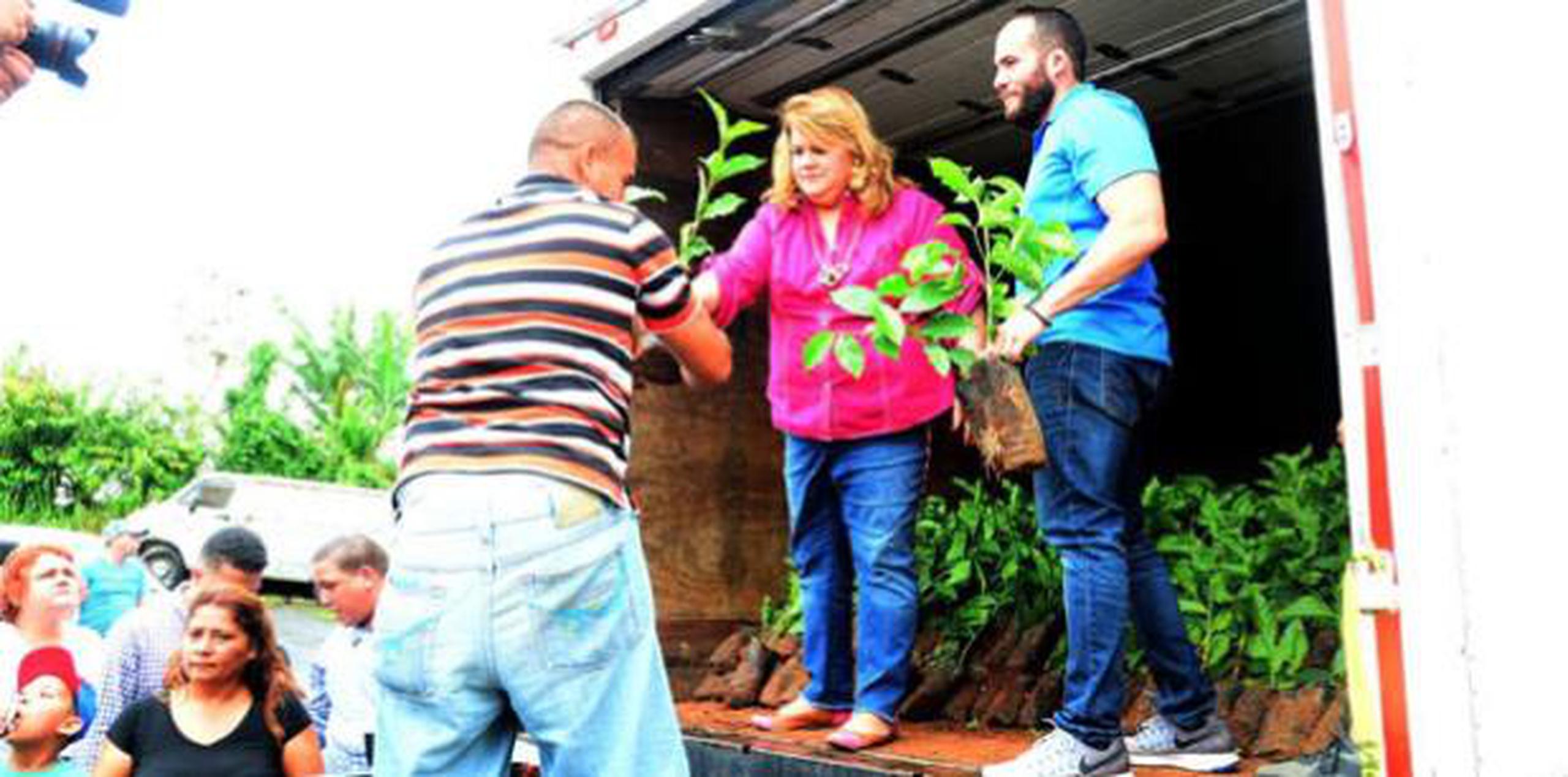 Entregan 50 mil arbolitos de café en Yauco Primera Hora