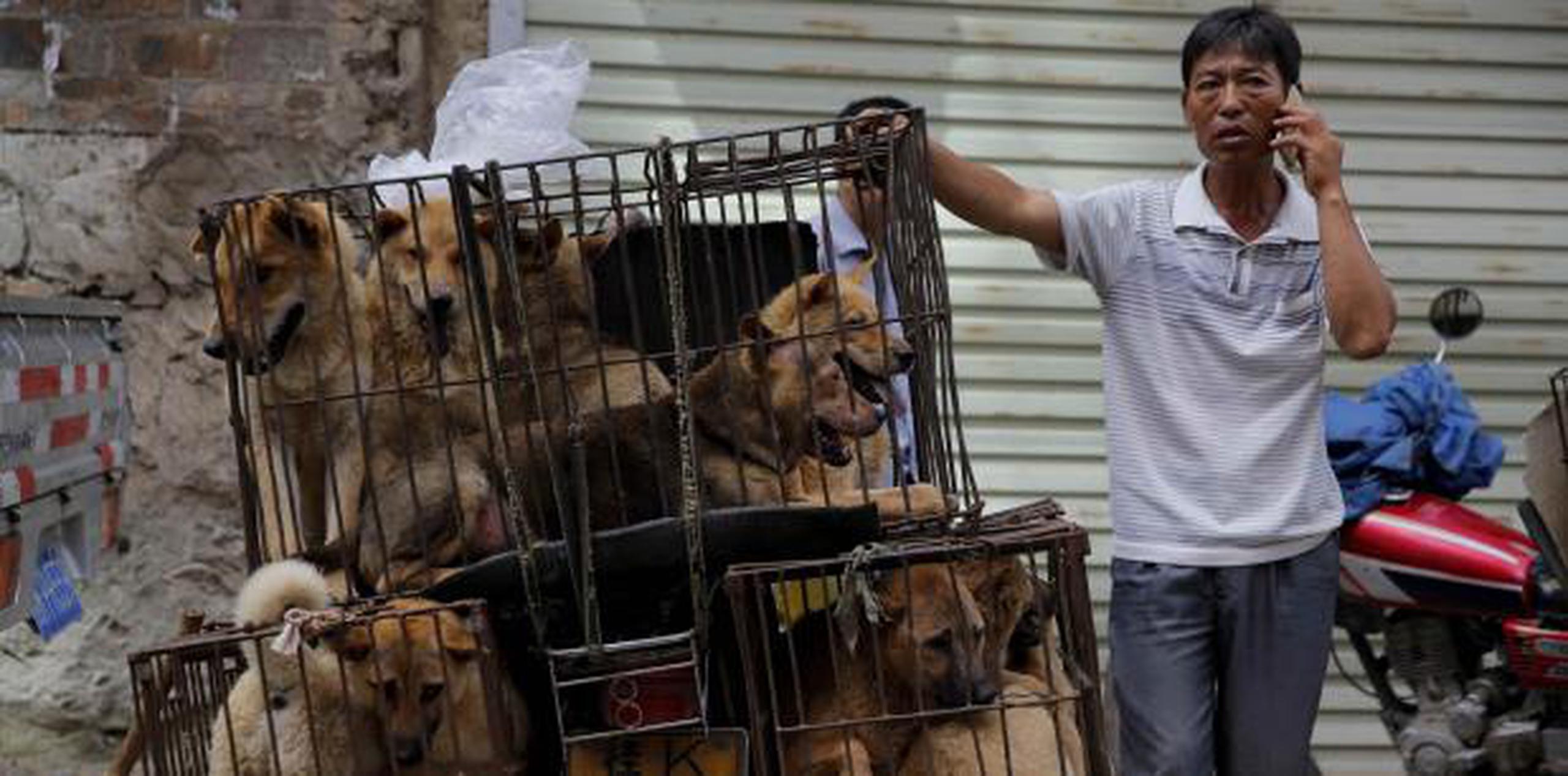 En el pasado, unos 10,000 perros solían ser sacrificados durante el festival, aunque en los últimos años la cifra se ha reducido hasta el millar, según datos de la organización. (Archivo)

