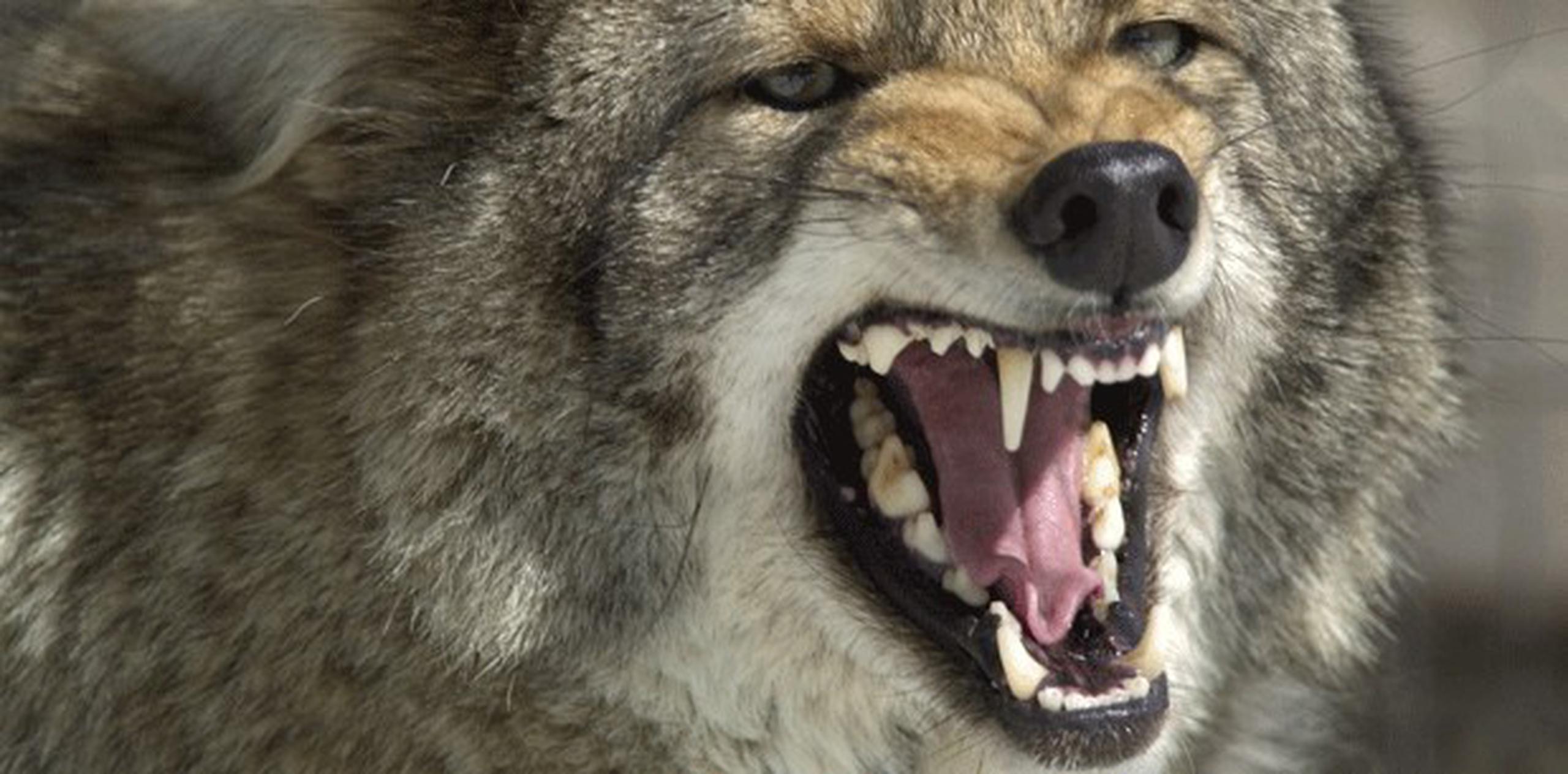 Vecinos de los suburbios de Nueva York dicen que los coyotes a veces, caminan en manadas. (Archivo)