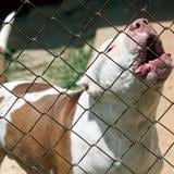 Perro pitbull ataca a una mujer en urbanización de Ponce 