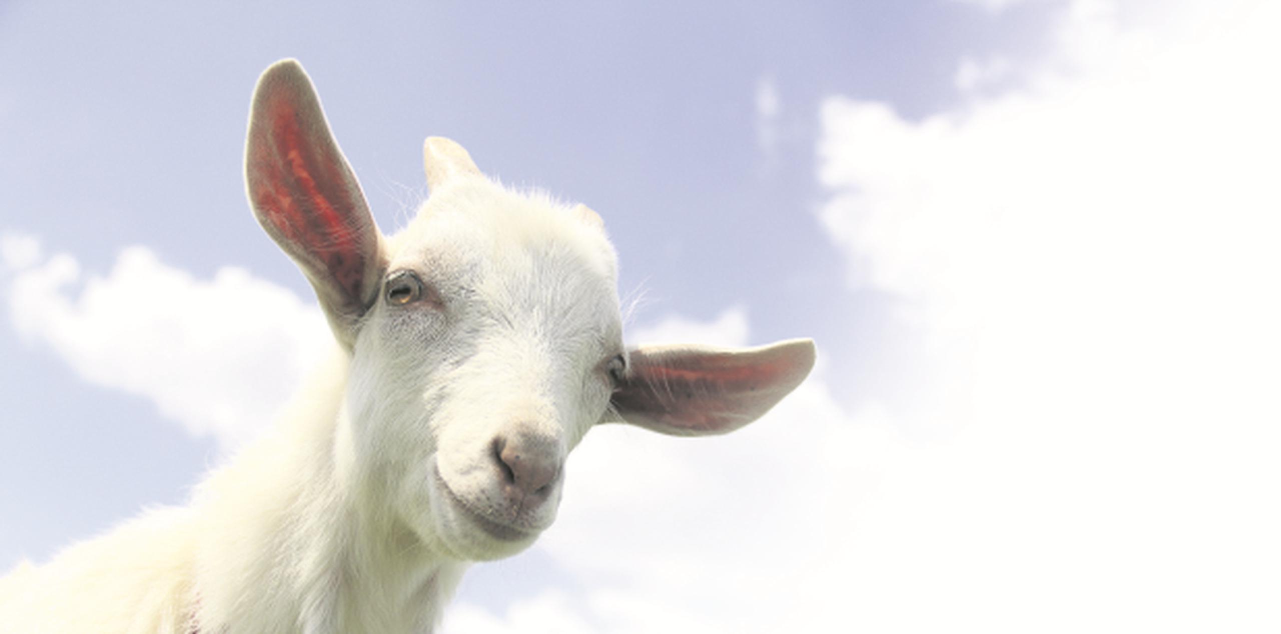 Las cabras han ayudado a minimizar el control con químicos. (Archivo)