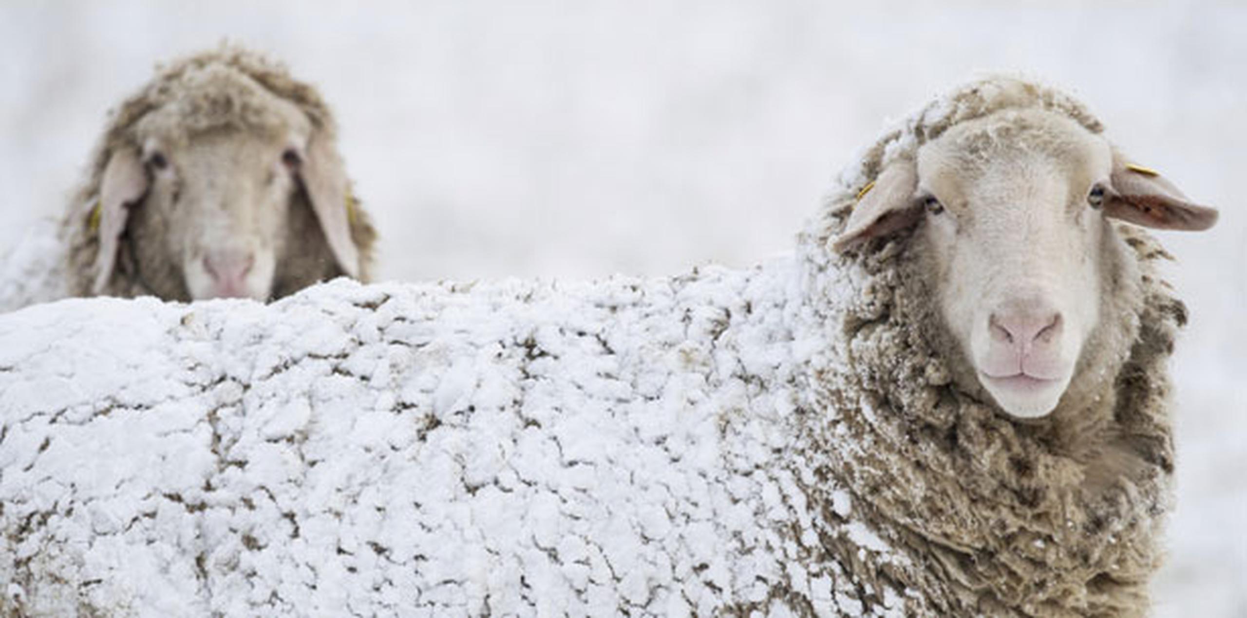 Se eligió a una oveja ya que este animal cuenta con un útero similar al de la mujer. (Archivo)