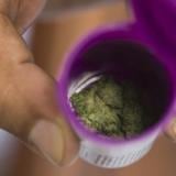 Avalan controles al cannabis medicinal