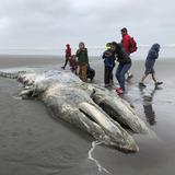 Población de ballena gris en oeste de Estados Unidos sigue en declive