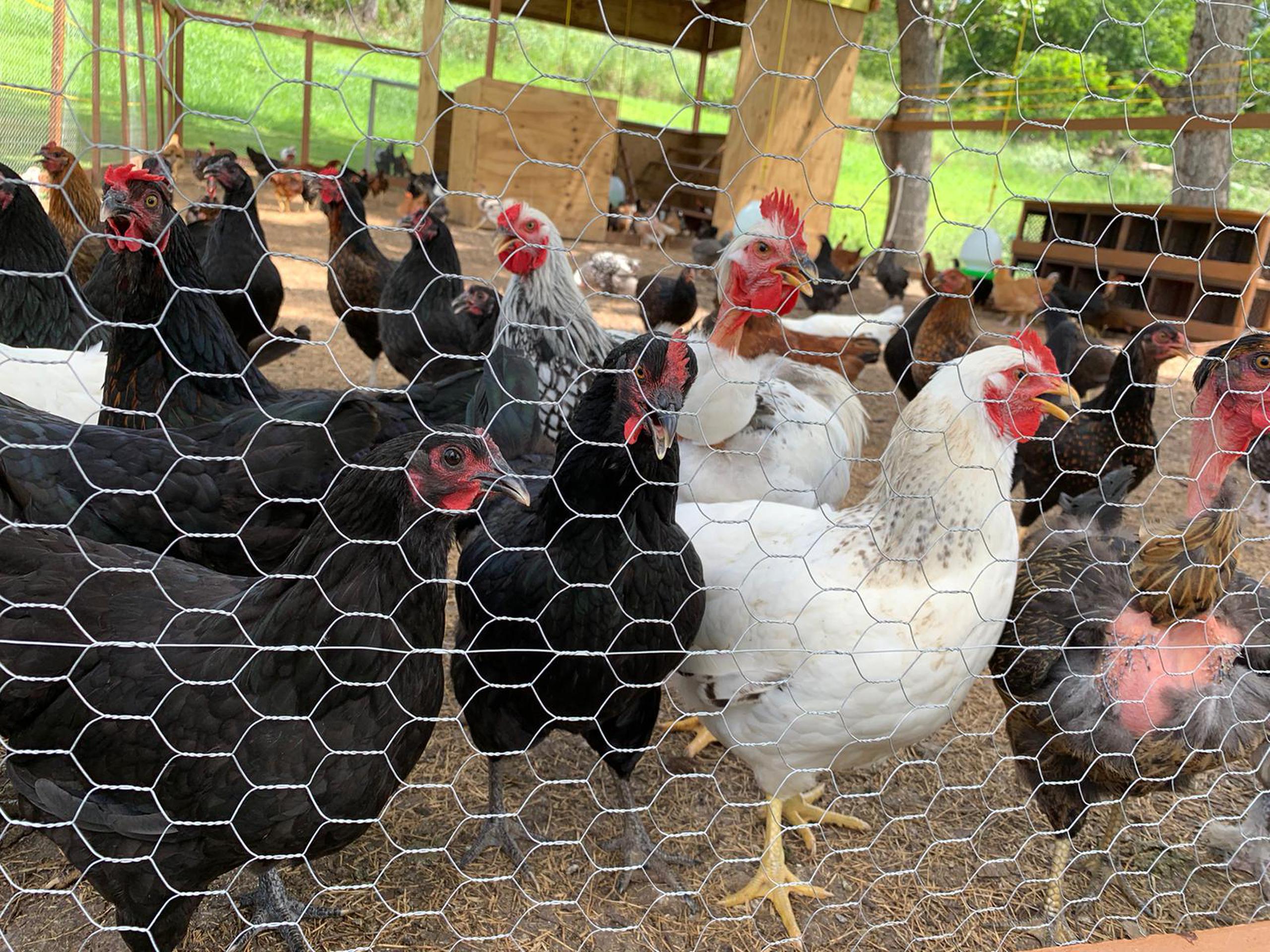 Explicó que Pío Pío Farm’s es una empresa agrícola que se dedica a la cría de aves por seis a ocho meses y luego se ponen en corrales en parejas “para castar de ellas”.