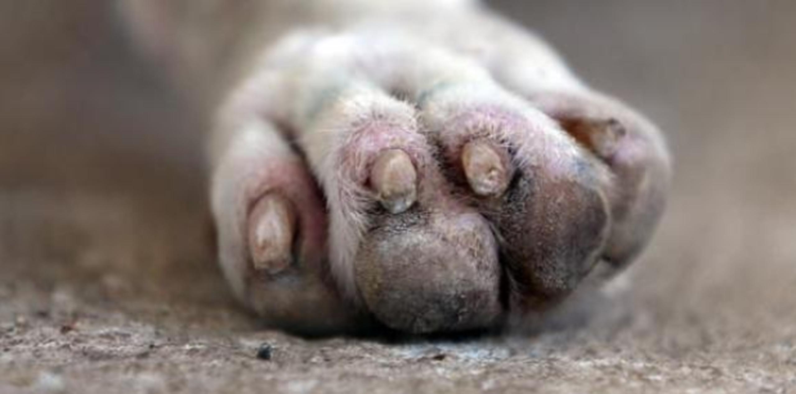 El Departamento de Salud gasta unos $2,000,000 al año en atender unas 10,000 mordeduras de perros realengos. (Archivo)
