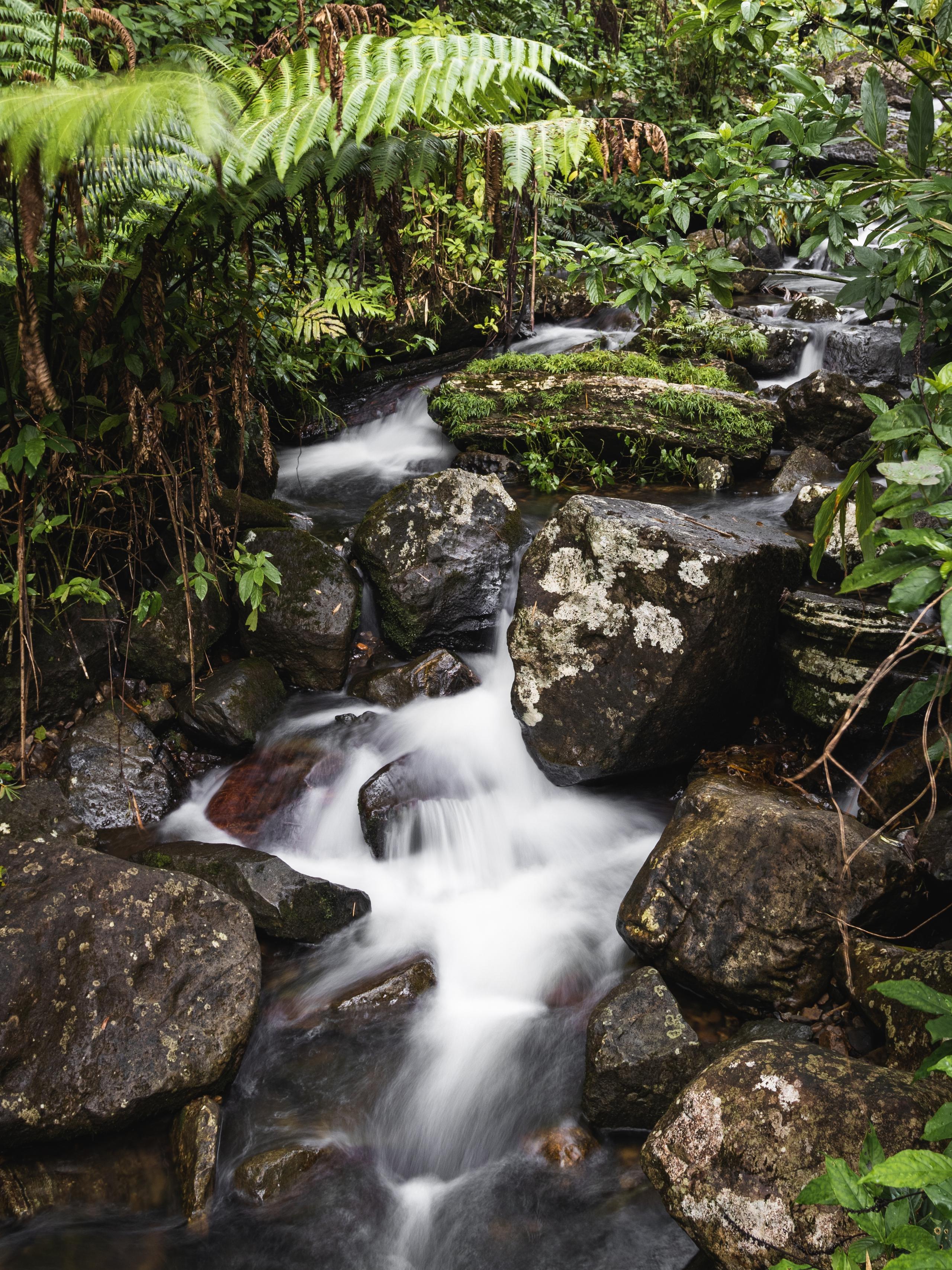 Como muy bien comunica Discover Puerto Rico en su página web, refresca tu alma mientras descubres los diversos ecosistemas y las impresionantes vistas que se encuentran en todo El Yunque, la única selva tropical en el Sistema Forestal Nacional de Estados Unidos.