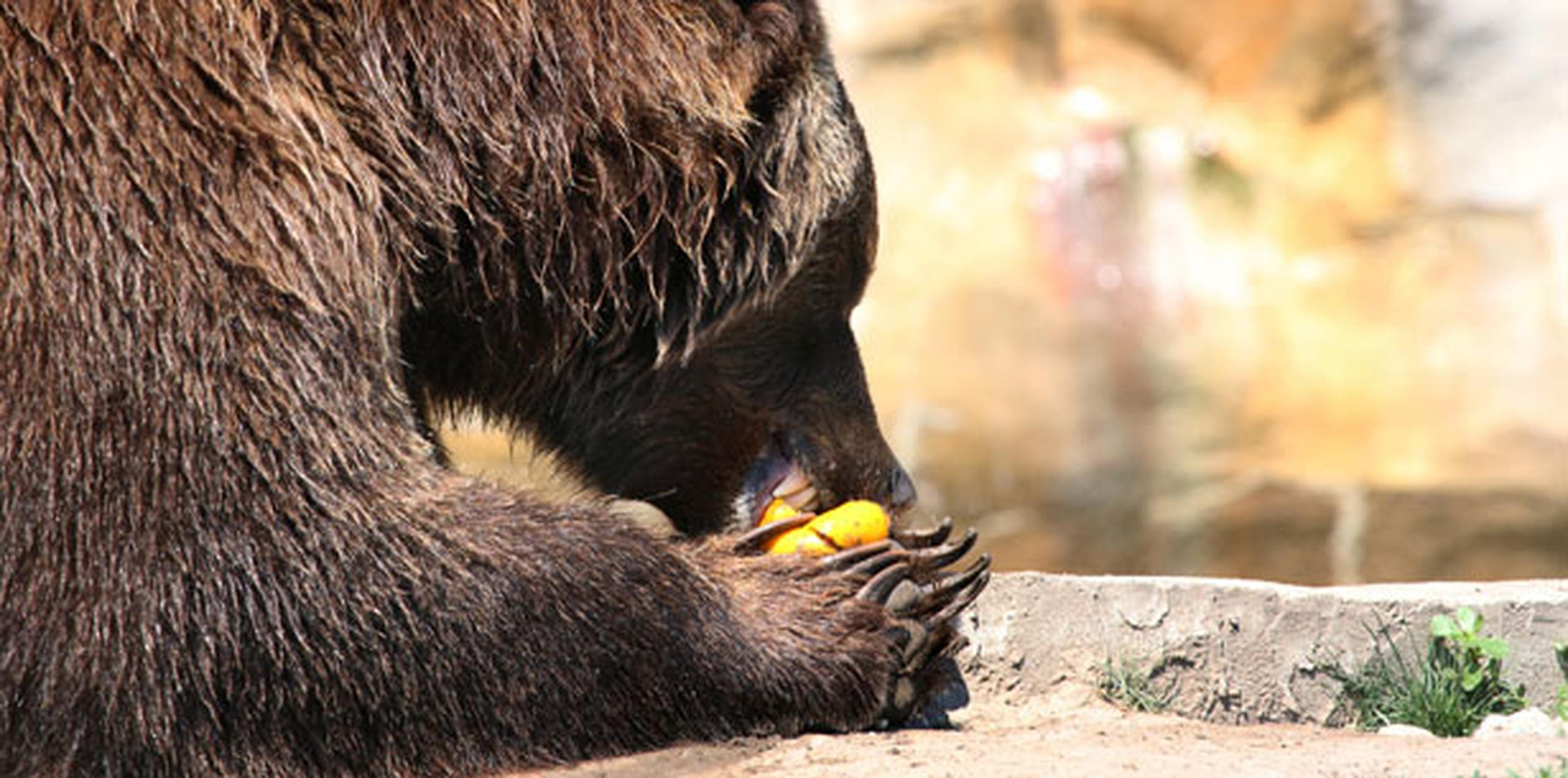 En la actualidad, unos 2,300 osos grizzly viven en los estados de Wyoming, Montana, Idaho y Washington. (Archivo)