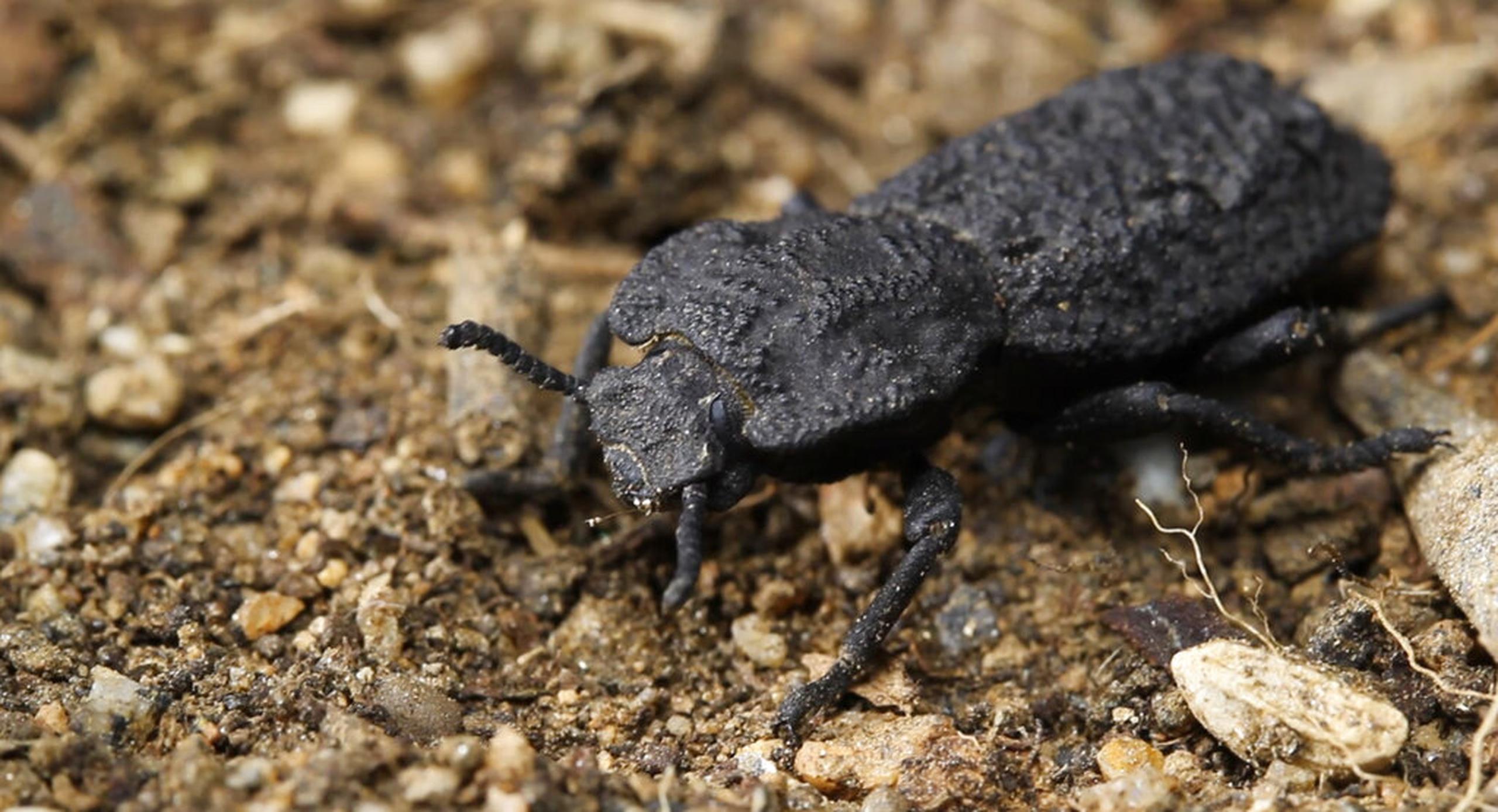 Caparazón indestructible de un escarabajo, que está siendo estudiado por los científicos para ver si aporta pistas con miras a la construcción de aviones y vehículos más resistentes.