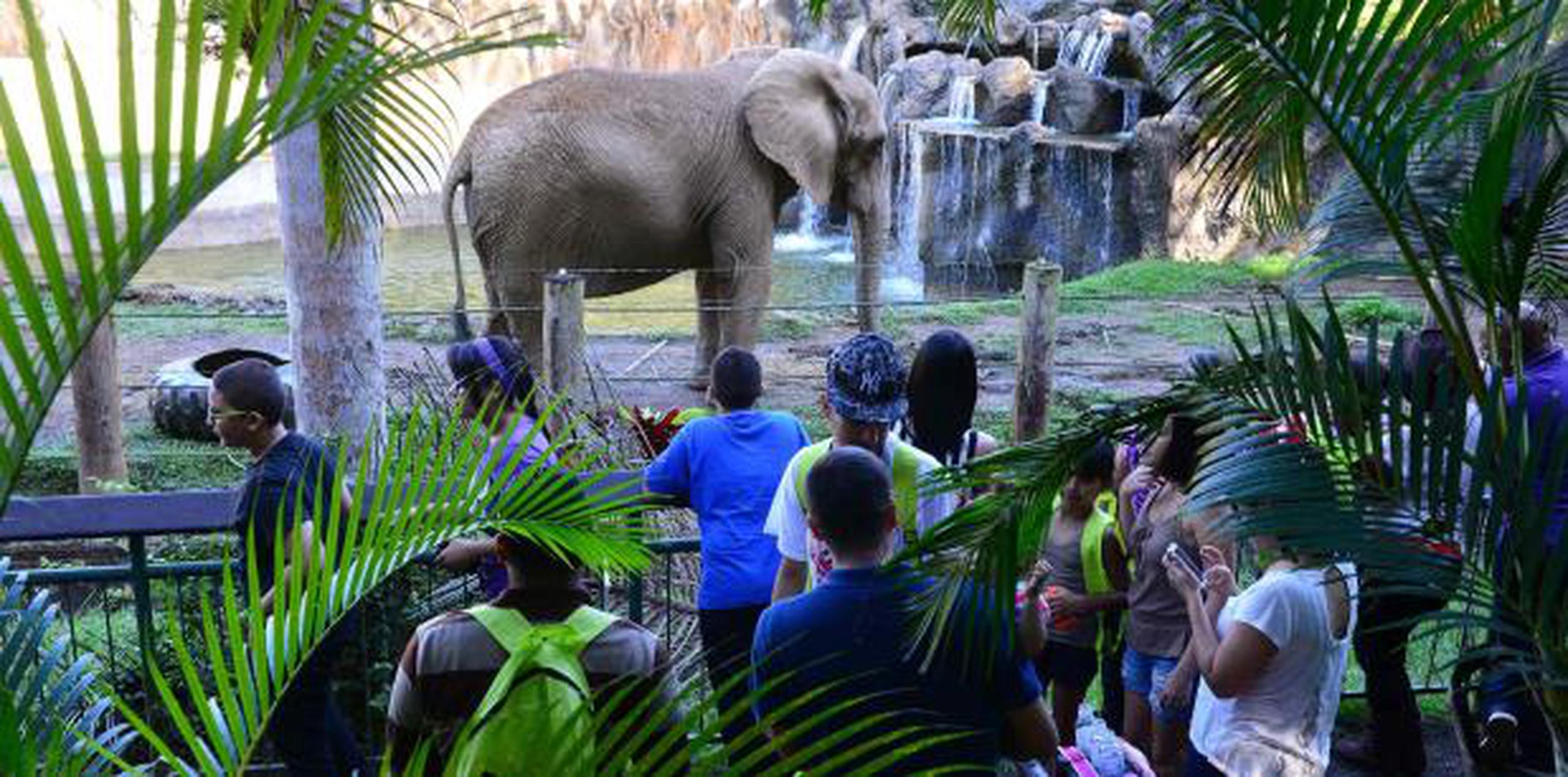 La elefanta Mundi ha sido eje de controversia, entre los que promueven que sea llevada a un santuario en Georgia, y los que luchan para que permanezca en el zoológico. (Archivo)