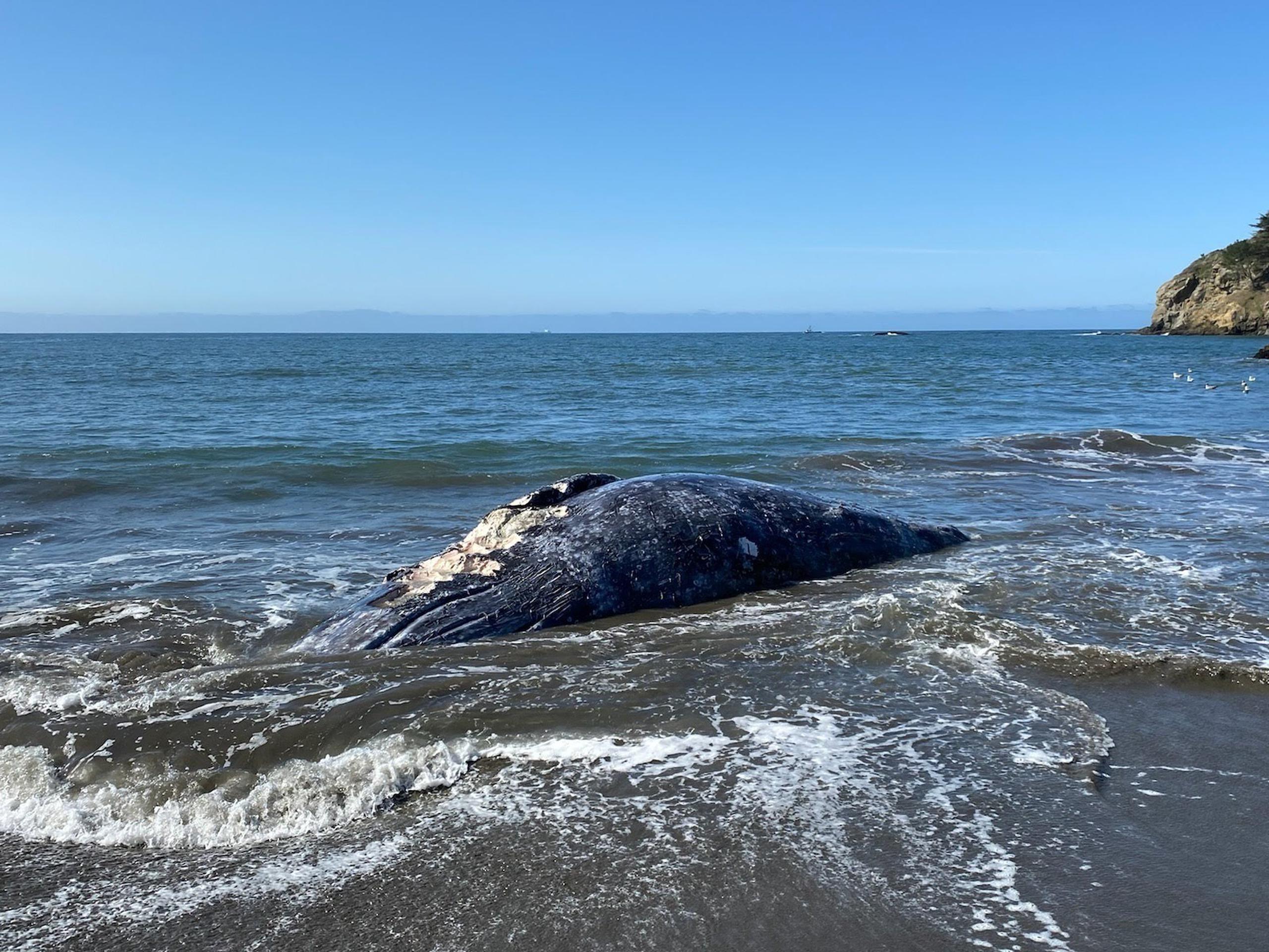 Esta foto del 8 de abril muestra a una ballena hembra adulta muerta en Muir Beach, en la Bahía de San Francisco.