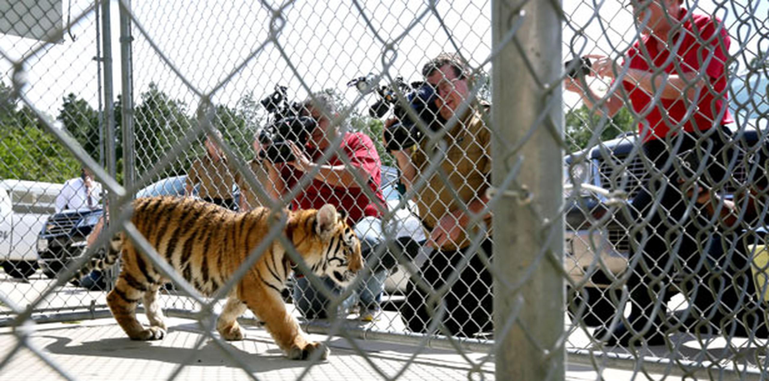 Aunque en Texas es legal tener un tigre como mascota, los dueños se enfrentan a una multa porque la ciudad de Conroe tiene una ordenanza que prohíbe "animales peligrosos" dentro de sus límites. (Jon Shapley/Houston Chronicle via AP)