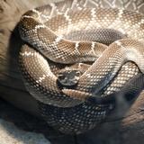 Empleada de Amazon en estado grave tras ser mordida por serpiente en Florida