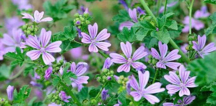 Siete Plantas Aliadas De Tu Salud Primera Hora