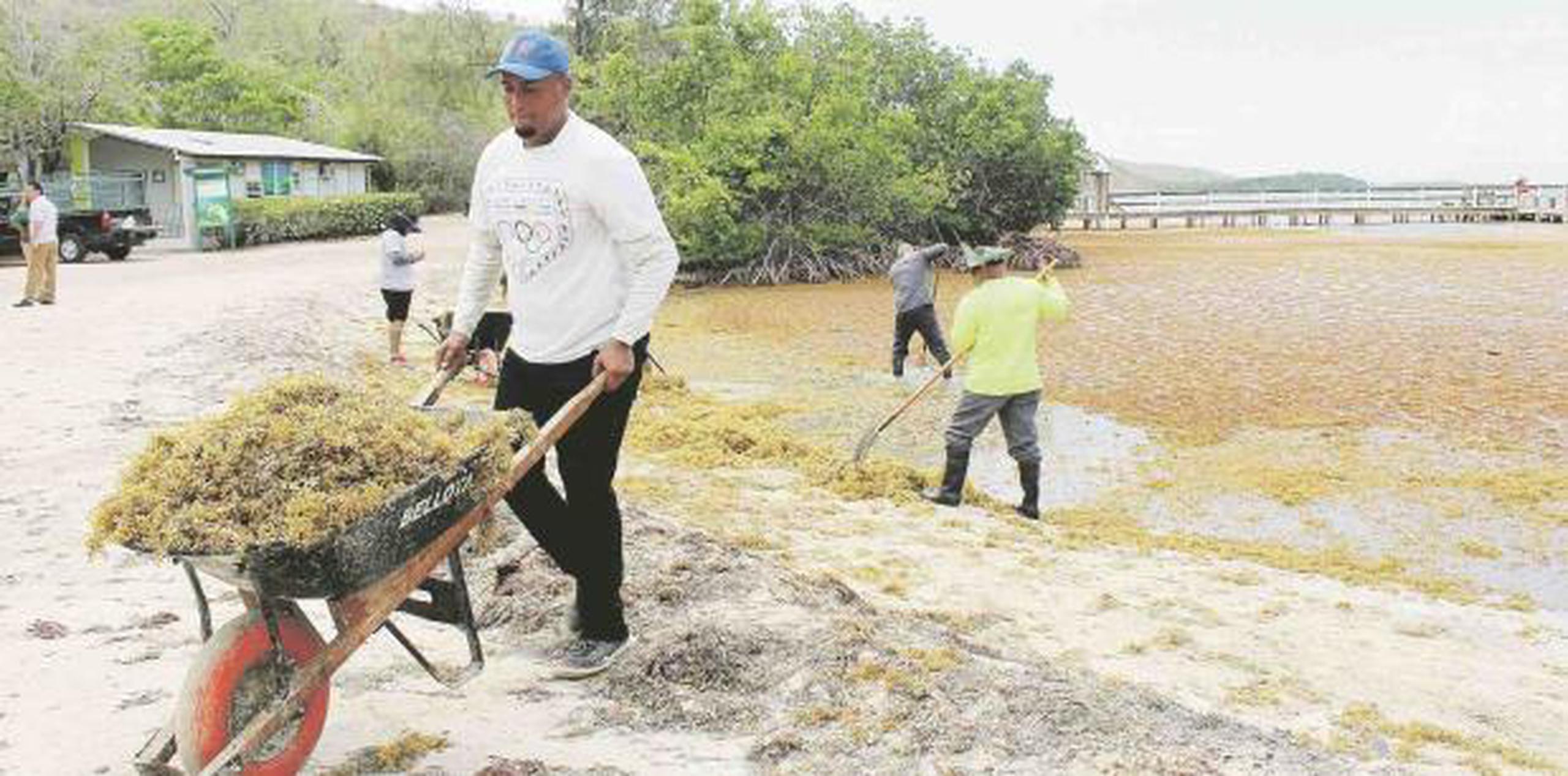 En Lajas, solo el año pasado se extrajeron cerca 40 toneladas de sargazo de la costa, según se informó. Sin embargo, el alcalde de Lajas ha encontrado una forma de sacarle provecho a la difícil situación por la que atraviesan. (Suministrada)