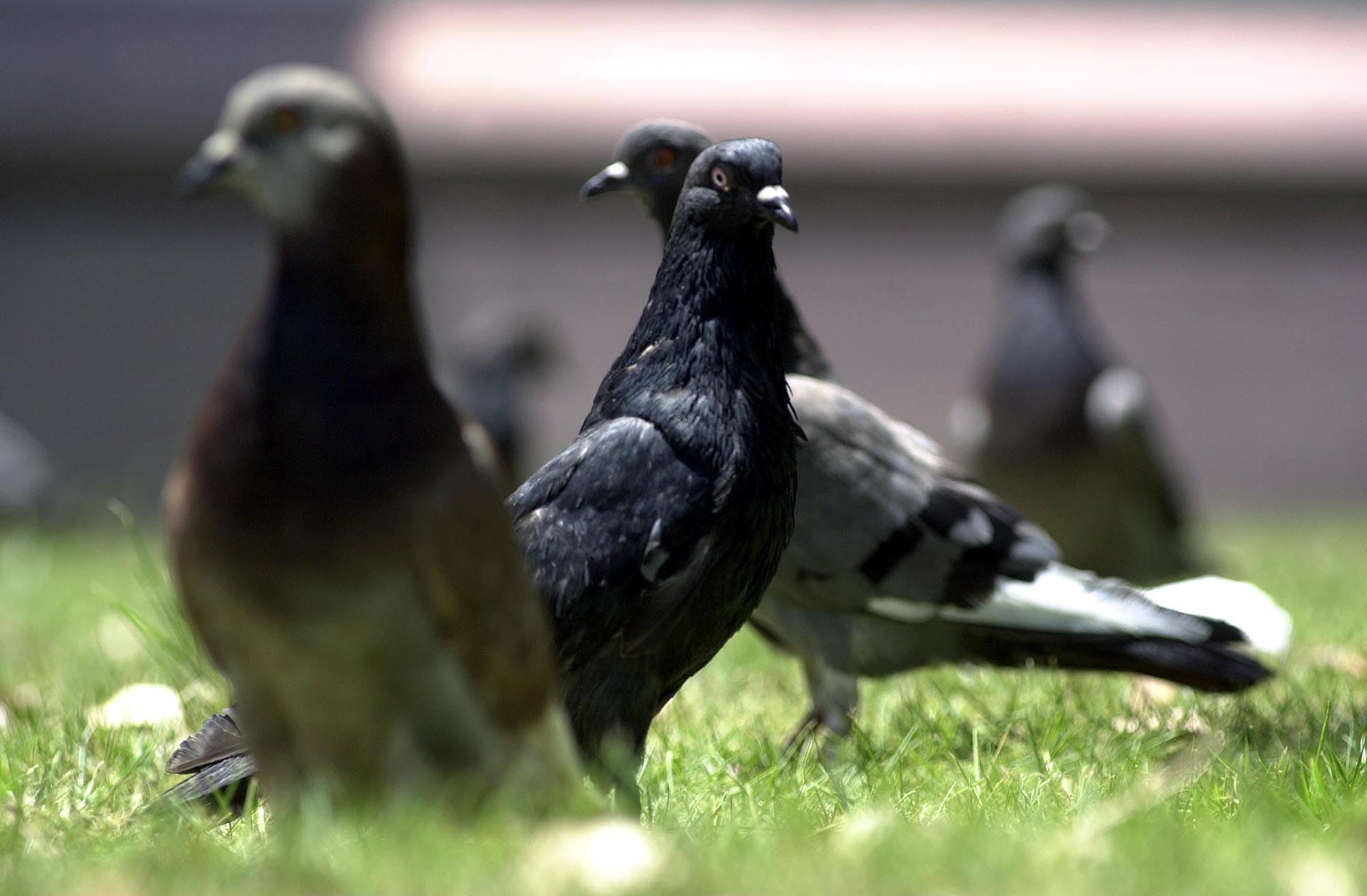 Los entrevistados dijeron que cuestionaron al hombre por qué le arrancaba las plumas a las palomas. (Archivo / GFR Media)