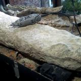 Descubren en Argentina la cola de un armadillo gigante de hace 700,000 años 