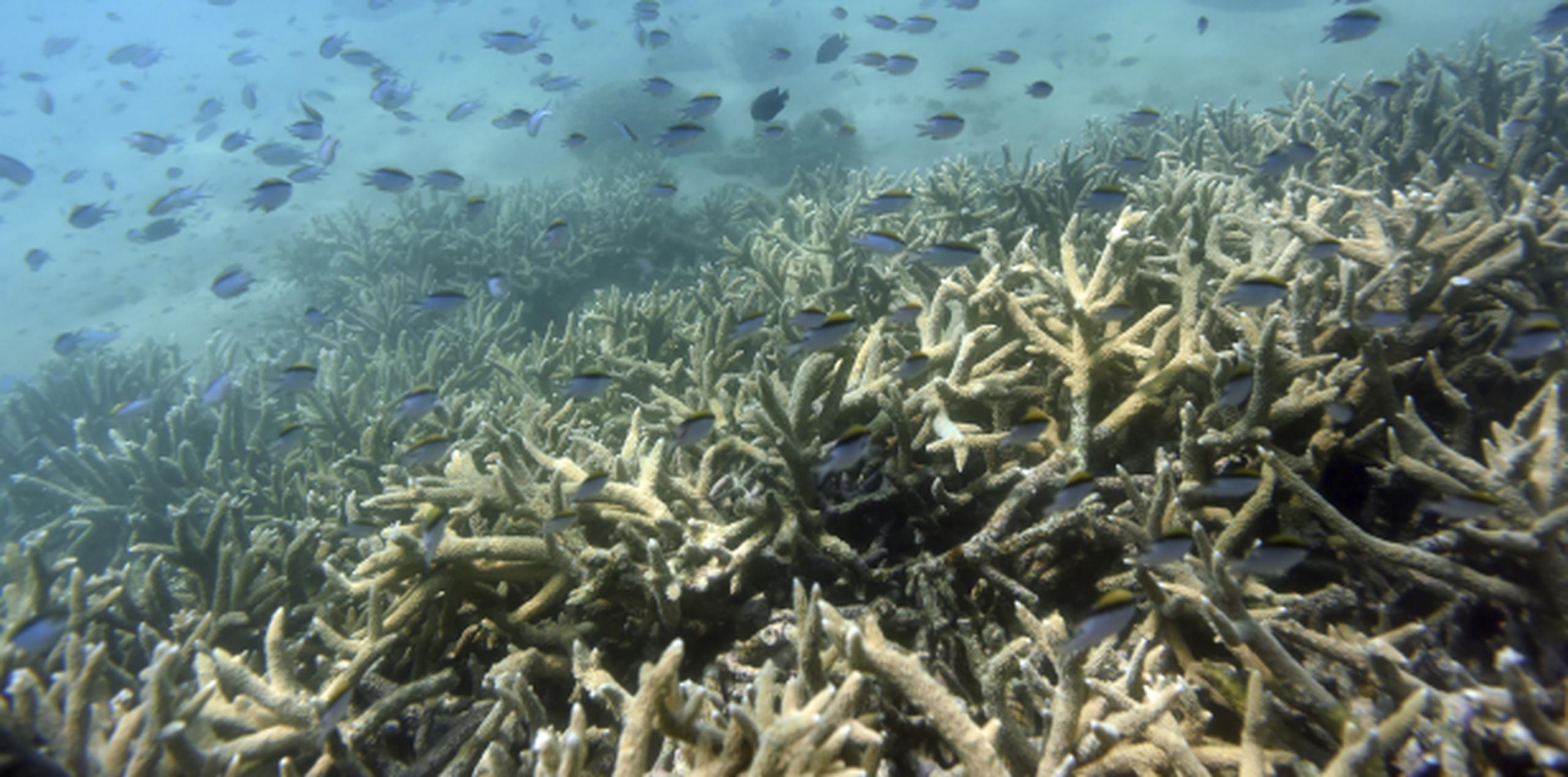 El más reciente evento mundial de blanqueamiento de corales se ha extendido por tres años y ha causado graves daños a poblaciones de corales en todo el planeta. (EFE/Dan Peled)