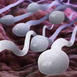 Disminuye la concentración de esperma en todo el mundo 