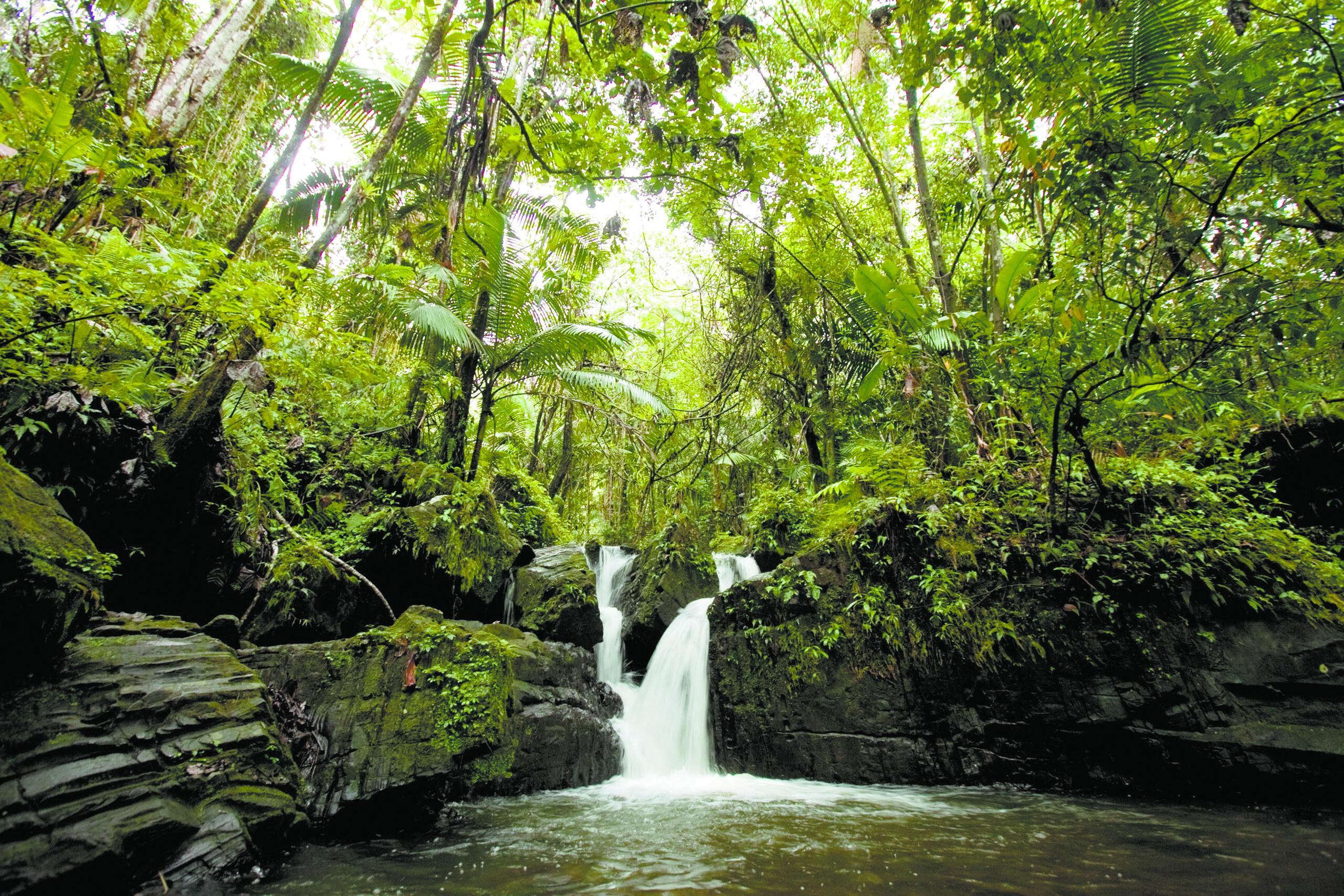 Vista genérica del Bosque Nacional de El Yunque, en la zona de Río Grande.