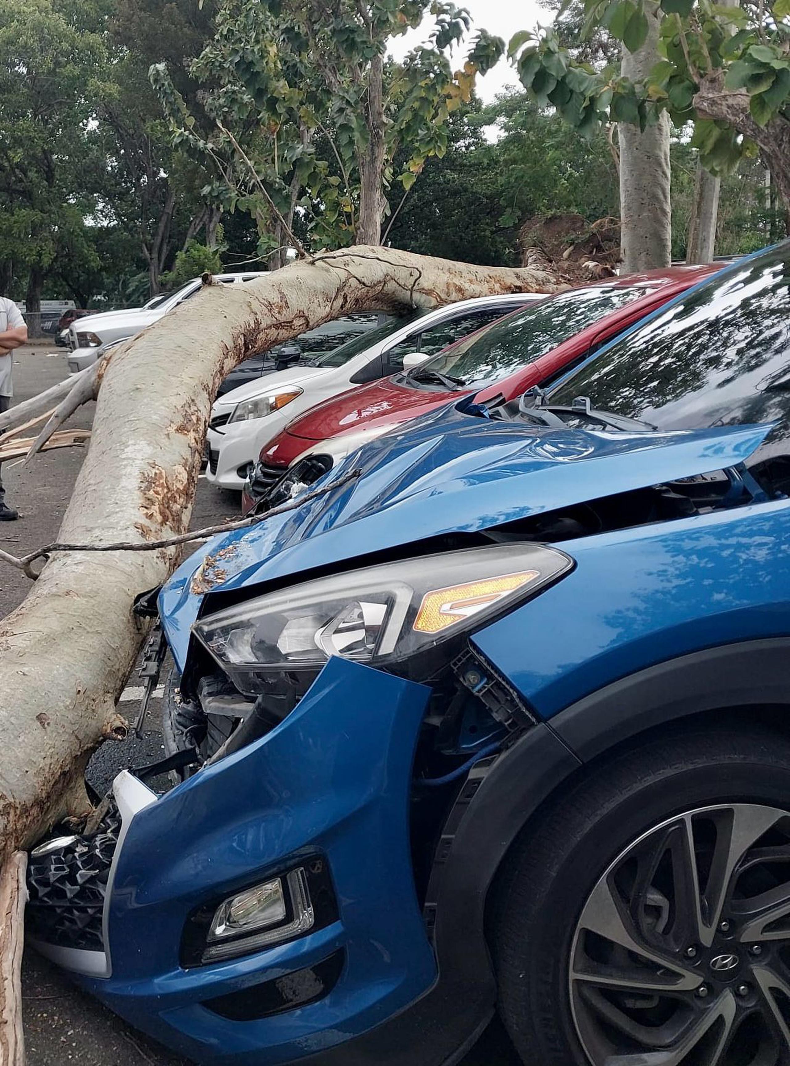 Así quedaron los autos impactados por la caída del árbol en el estacionamiento de empleados del Centro Médico de Río Piedras.