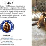 Mascotas ruegan por adopción