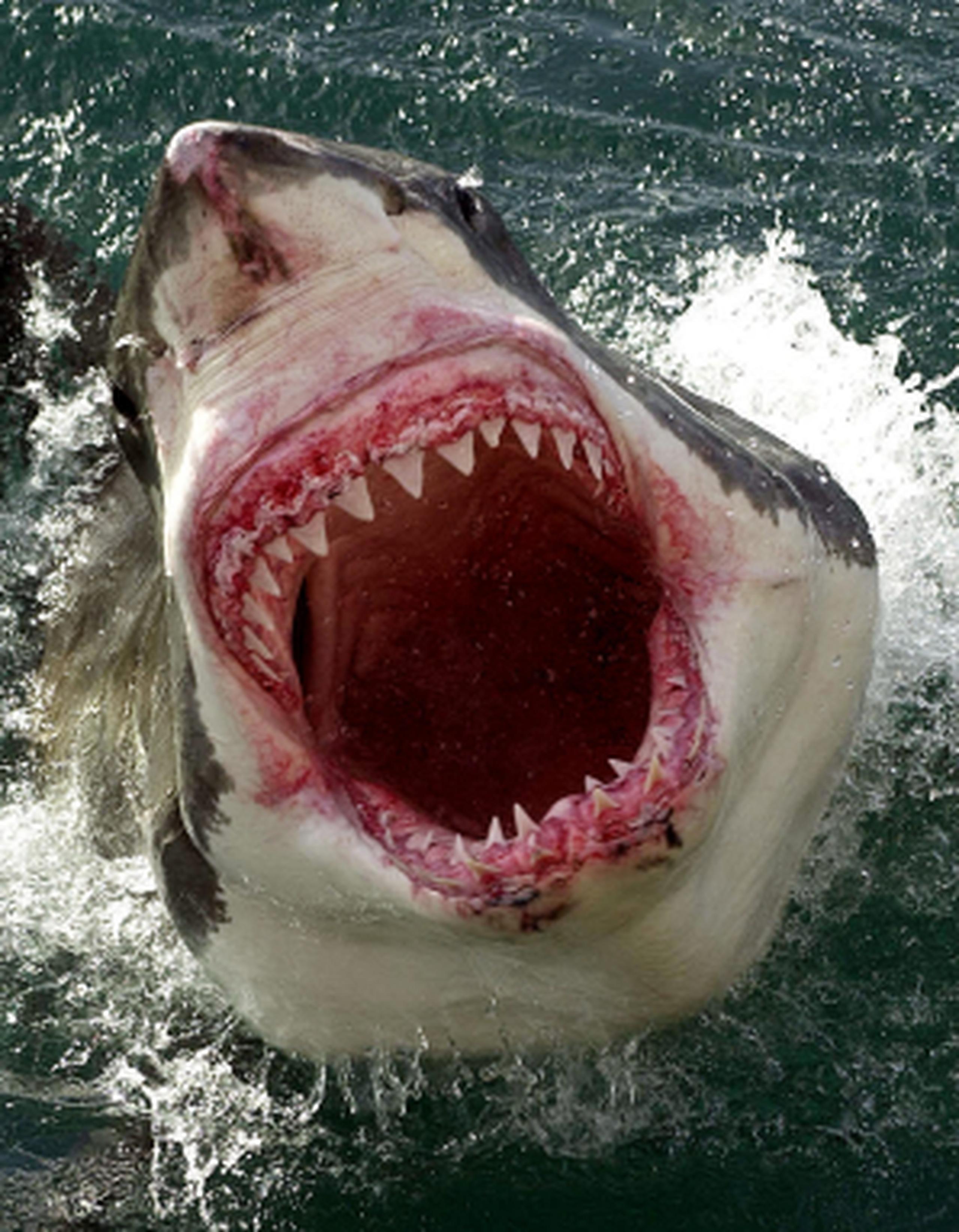 Se cree que el tiburón era un gran blanco que medía entre 13 y 16 pies de largo. (Archivo)