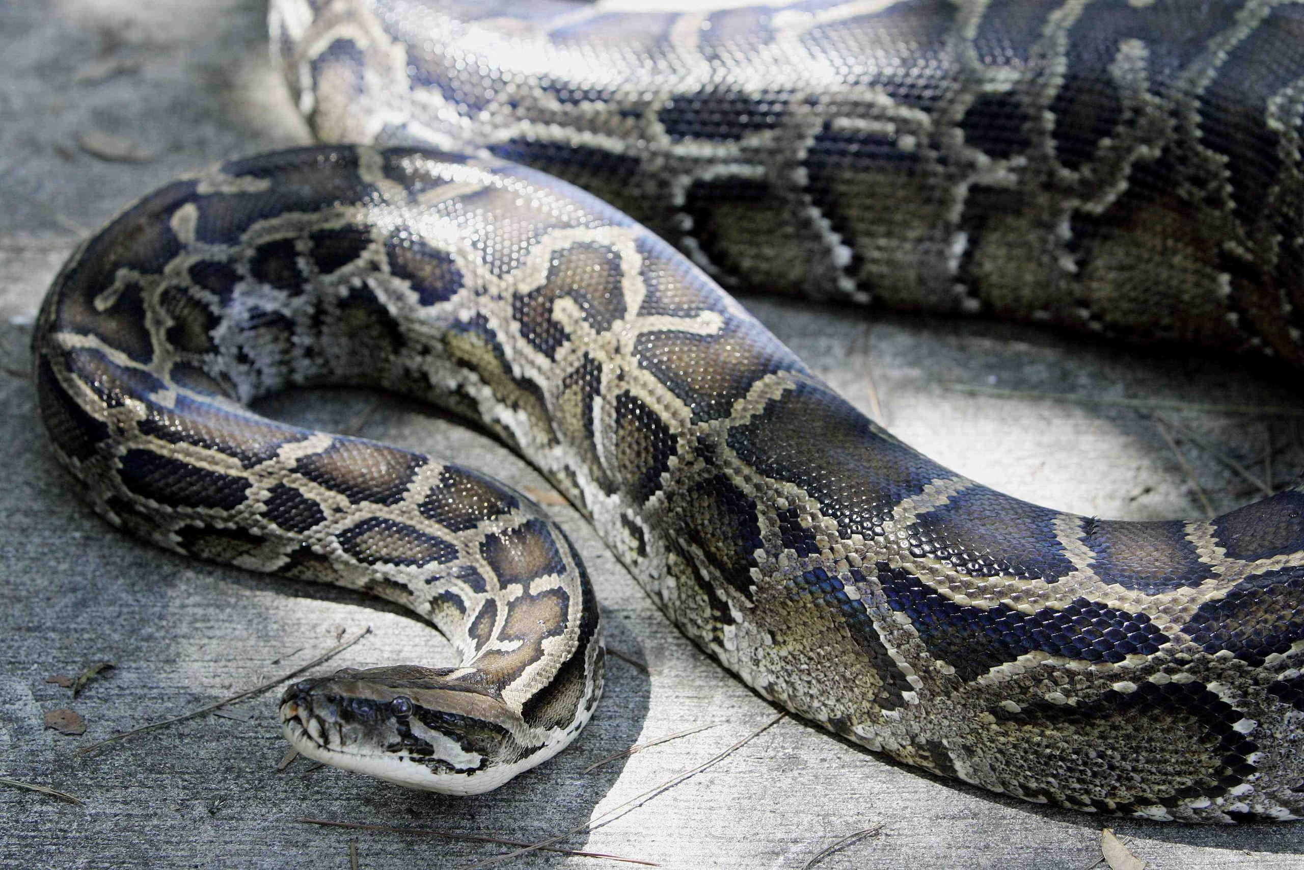 La policía estaba trabajando con la agencia de control de animales para determinar si la serpiente tendrá que ser retirada de la tienda. (Archivo/GFR Media)